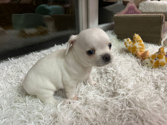 Chihuahua for sale Tbilisi