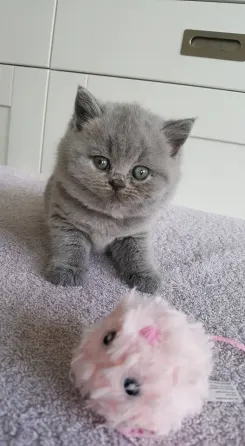 Adorable British short hair kitten for sale Tbilisi