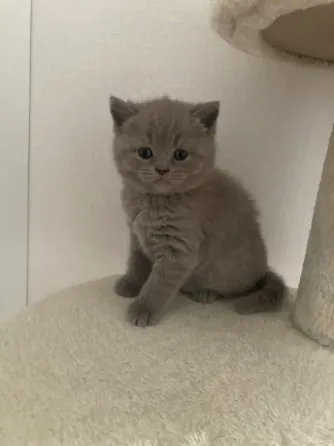 Adorable British short hair kitten for sale Tbilisi