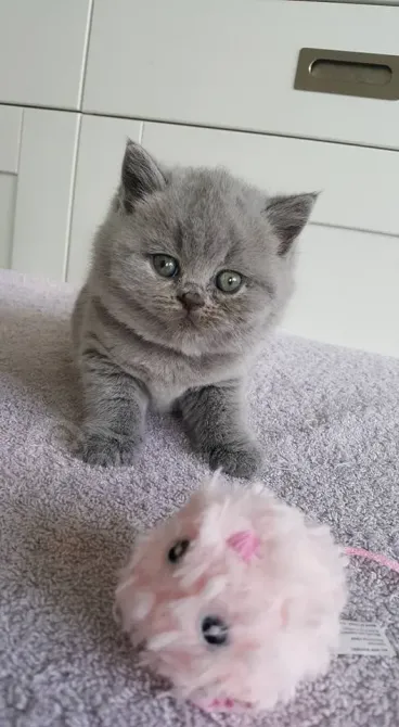 Adorable British short hair kitten for sale Tbilisi - photo 3