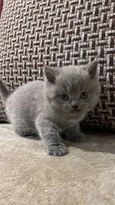 Adorable British short hair kitten for sale Tbilisi - photo 2