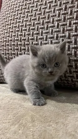 British short hair kitten for sale Tbilisi