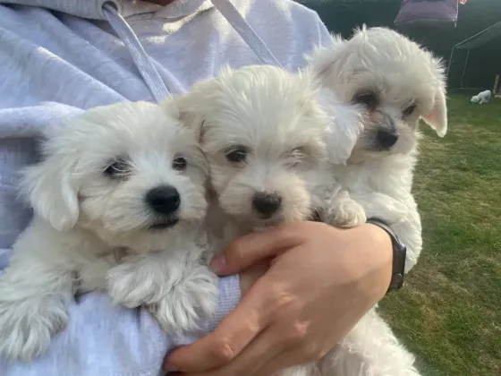 Adorable Maltese puppies are looking for loving homes. Tbilisi