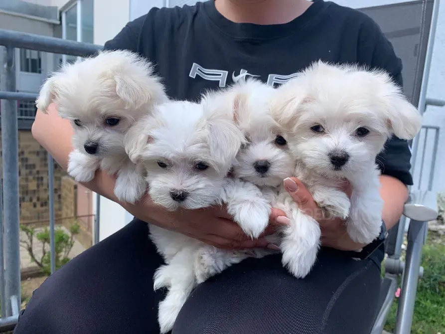 Adorable Maltese puppies are looking for loving homes. Tbilisi - photo 1
