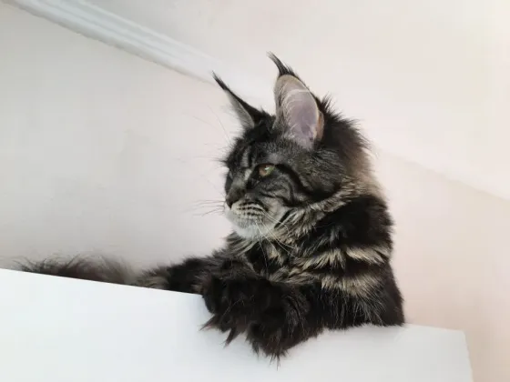 Dreamy, super-tiny Maine Coon kittens with papers available Tbilisi