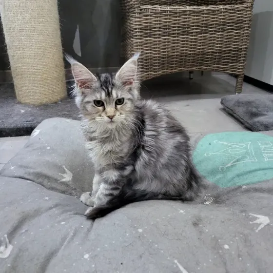 Dreamy, super-tiny Maine Coon kittens with papers available Tbilisi
