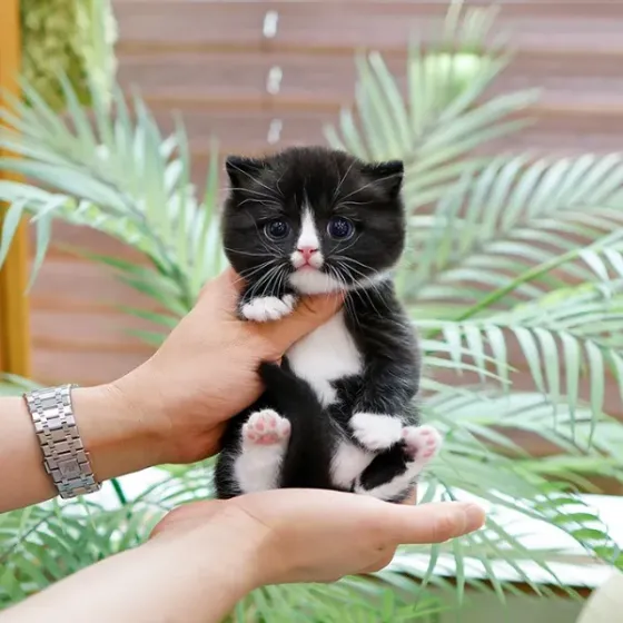 Მანჩკინი Tbilisi