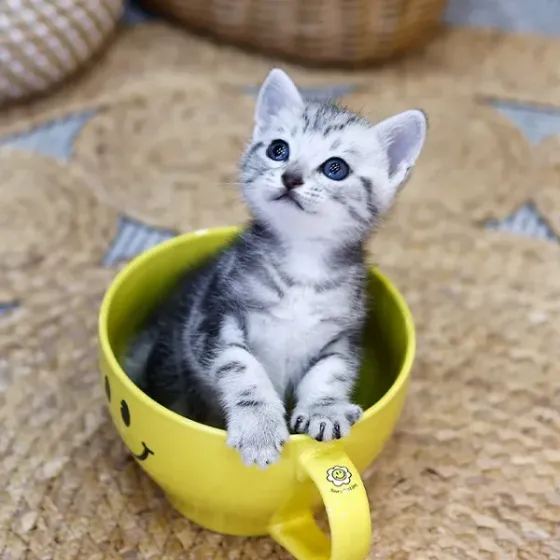 Ამერიკული მოკლებეწვიანი Tbilisi