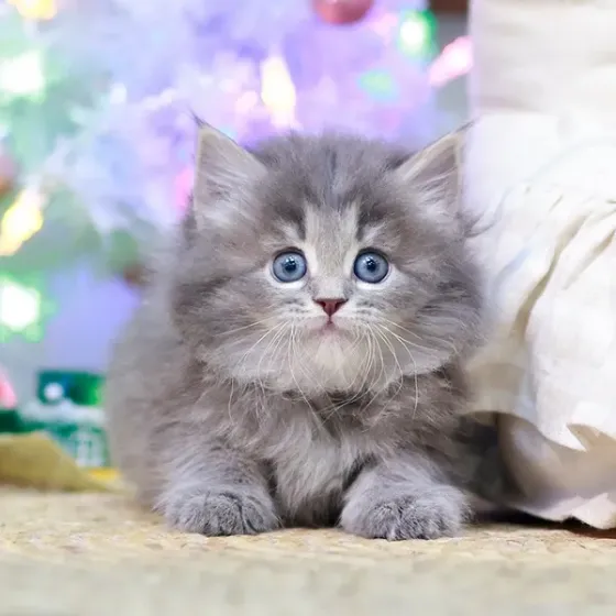 Ნორვეგიული ტყე Tbilisi