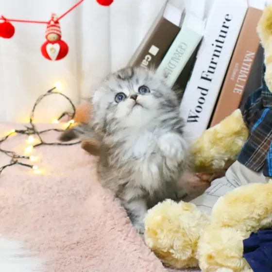 Ჰაილენდ ფოლდის კნუტები Tbilisi