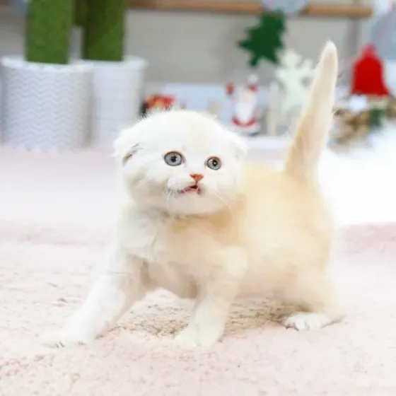 Შოტლანდიური კნუტები მზად არიან თქვენი საშობაო საჩუქრისთვის. დამატებითი Tbilisi