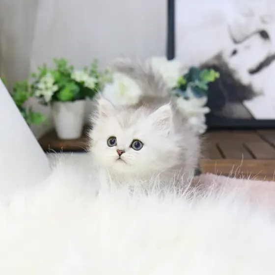 Სპარსული კნუტები მზად არიან თქვენი საშობაო საჩუქრისთვის. დამატებითი ინფორმაციისთვის Tbilisi