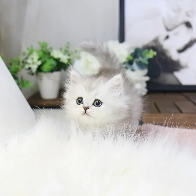 Სპარსული კნუტები მზად არიან თქვენი საშობაო საჩუქრისთვის. დამატებითი ინფორმაციისთვის Tbilisi - photo 1