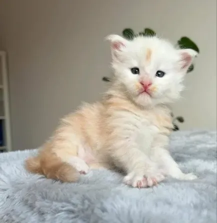 Მამაკაცი Maine Coon Tica დარეგისტრირებულია აქტიური თბილისი