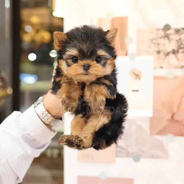 Სუფთა სისხლის იორკშირული ტერიერები. Тбилиси - изображение 2