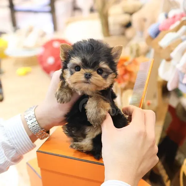 Სუფთა სისხლის იორკშირული ტერიერები. Тбилиси - изображение 1