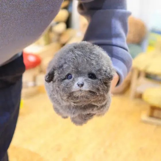 Სათამაშო პუდელი, Tbilisi