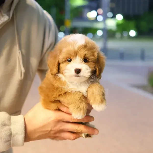 Გოლდენ მაუნთინ დუდლსის ლეკვი Tbilisi - photo 1