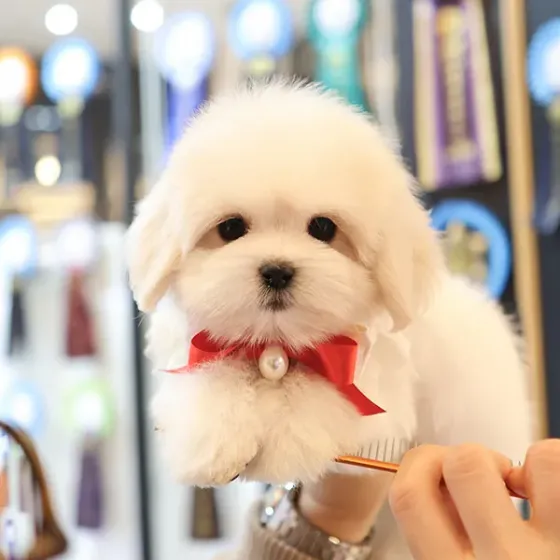 Კოტონ დე ტულეარის ლეკვები Tbilisi