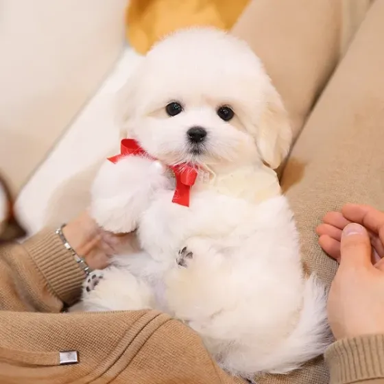 Კოტონ დე ტულეარის ლეკვები Tbilisi