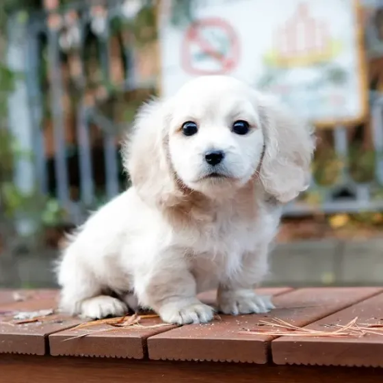 Ტაქსა, ლეკვები Tbilisi