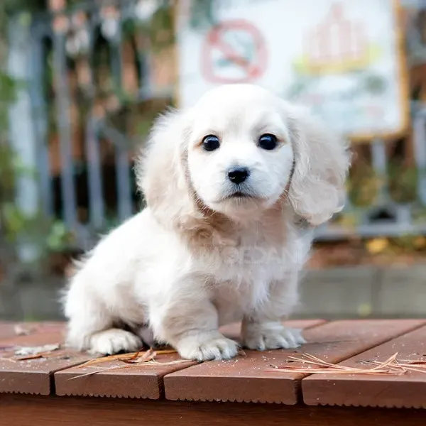 Ტაქსა, ლეკვები Tbilisi - photo 1
