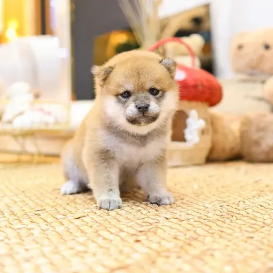 Შიბა ინუს ლეკვები Tbilisi