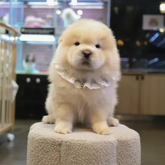 Ჩოუ-ჩოუს ლეკვები Tbilisi