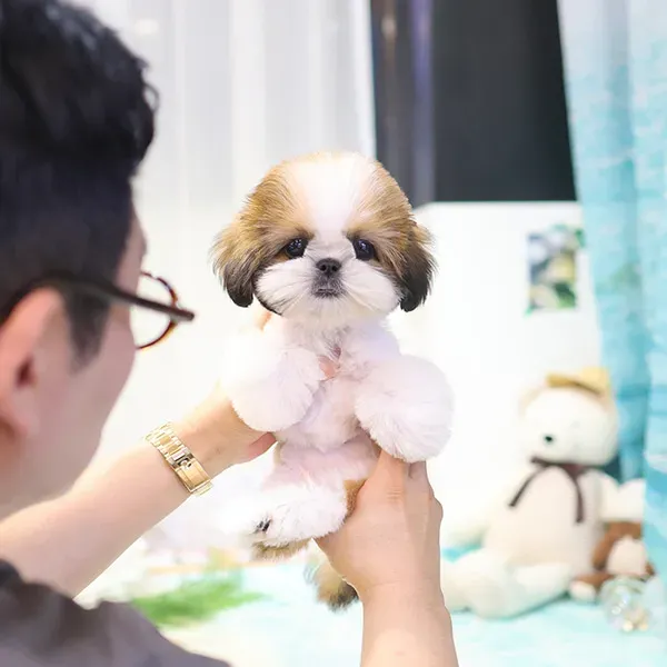 Შიჰცუს ლეკვები Тбилиси - изображение 1