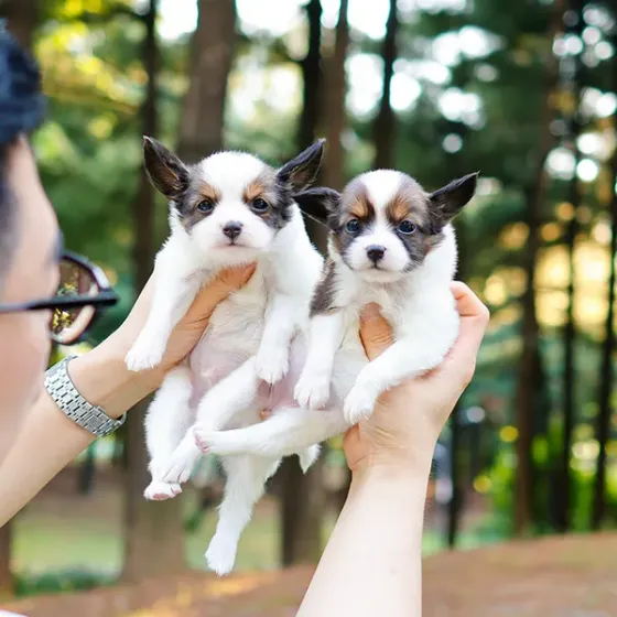 Პაპილონის ლეკვები Tbilisi