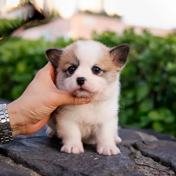 Უელსური კორგის ლეკვი Tbilisi - photo 1