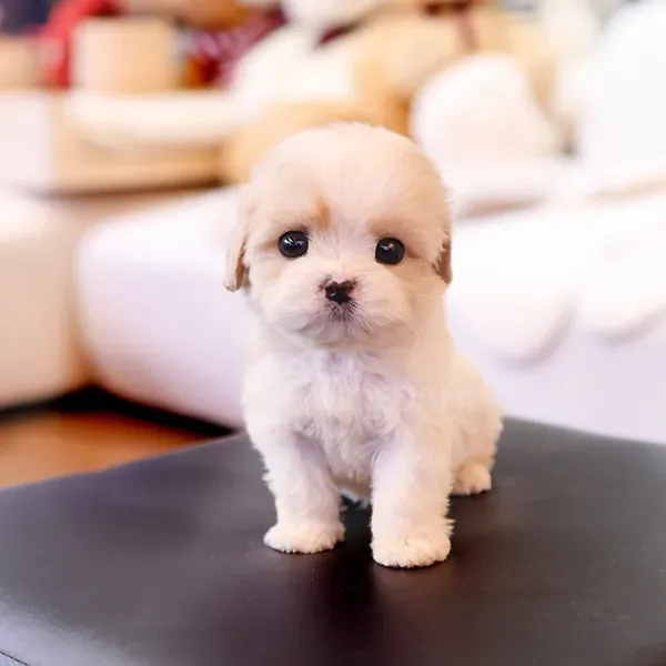 Კავაპუს ლეკვები Tbilisi - photo 1