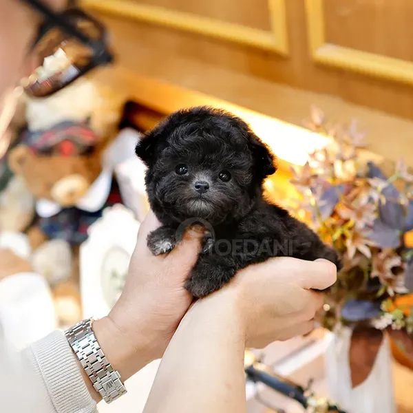 Poodel puppy Tbilisi - photo 2