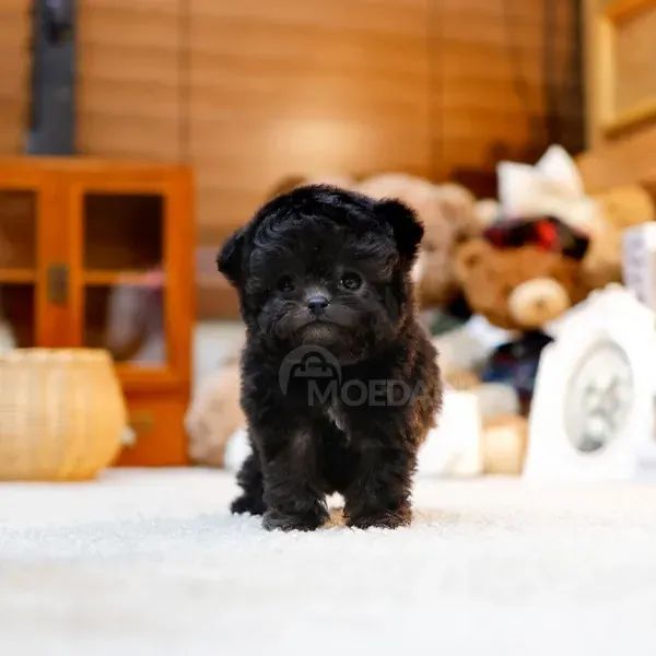 Poodel puppy Tbilisi - photo 1