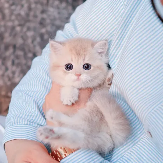 ბრიტანული მოკლებეწვიანი კნუტი თბილისი