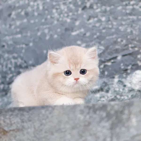 BritishShorthair kitten Tbilisi - photo 1