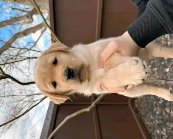 Ლაბრადორ რეტრივერის ლეკვები ხელმისაწვდომია თბილისი