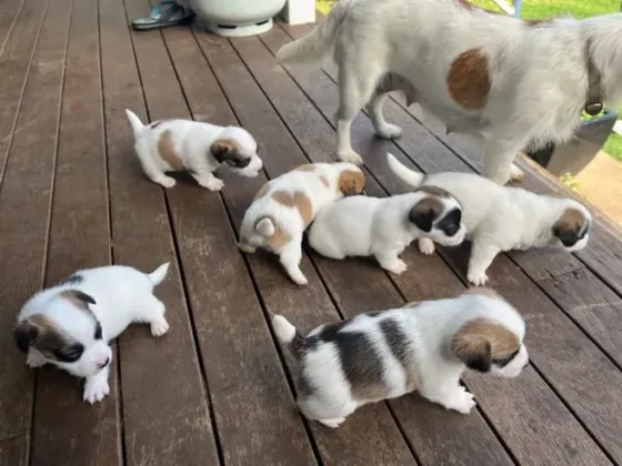 Წვნიანი ჯეკ რასელის ლეკვები თბილისი