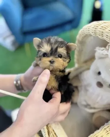 Adorable teacup puppies for adoption Tbilisi