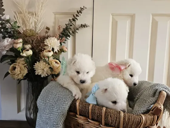 Pedigree Samoyed Puppies Тбилиси