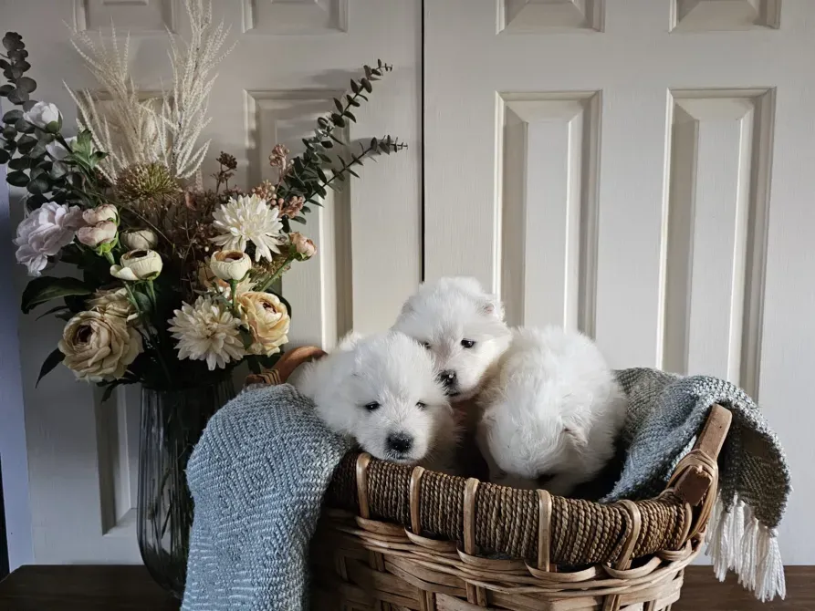 Pedigree Samoyed Puppies Тбилиси - изображение 2