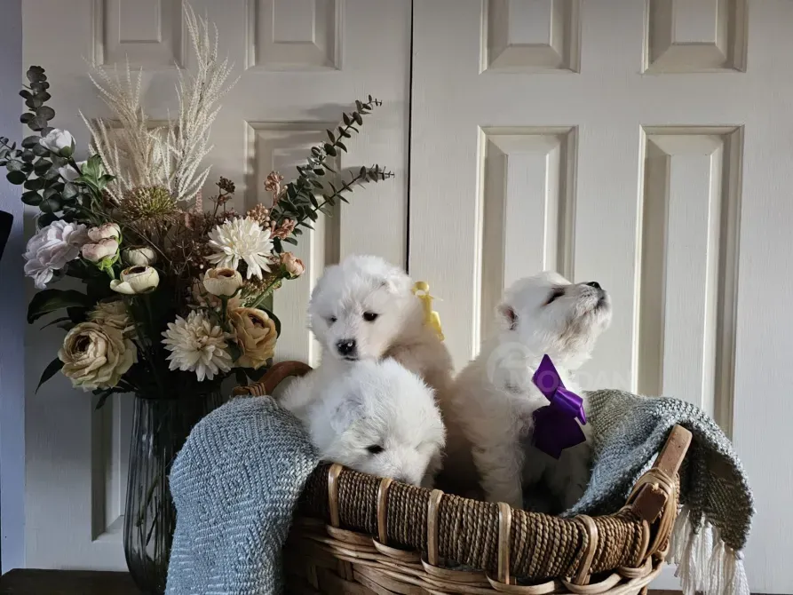 Pedigree Samoyed Puppies Тбилиси - изображение 1