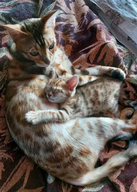 Ბენგალური კატის კნუტები საბუთებით თბილისი - photo 3