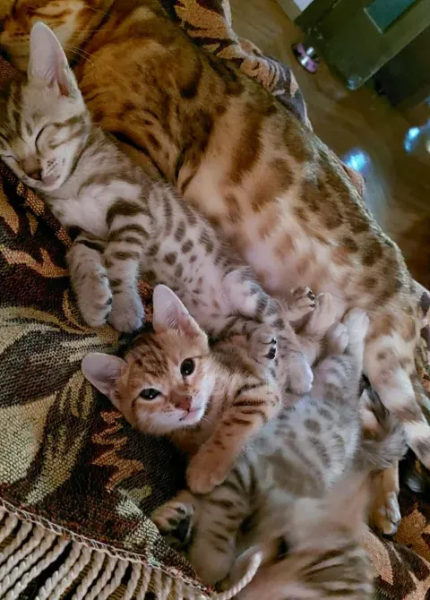 Ბენგალური კატის კნუტები საბუთებით თბილისი - photo 2