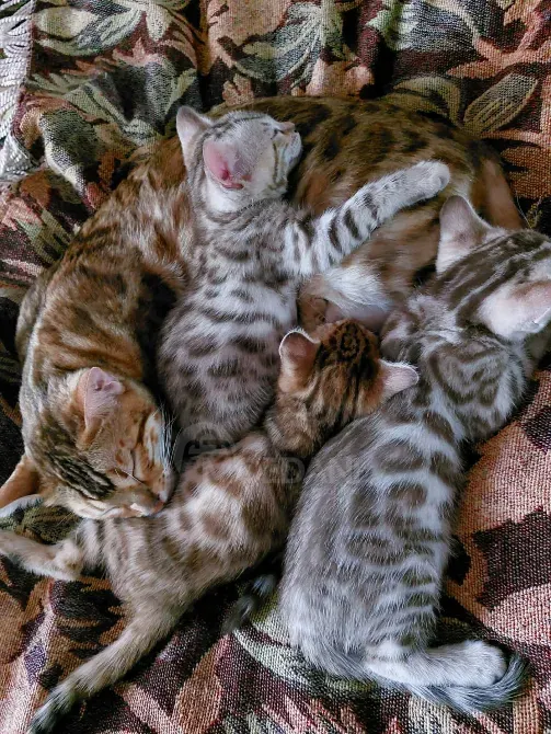 Ბენგალური კატის კნუტები საბუთებით თბილისი - photo 1