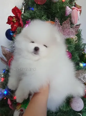 თბილისსა და ბათში პატარა პომერანული შპიცის ჯიშის ძაღლის ყიდვას გთავაზობთ. თბილისი