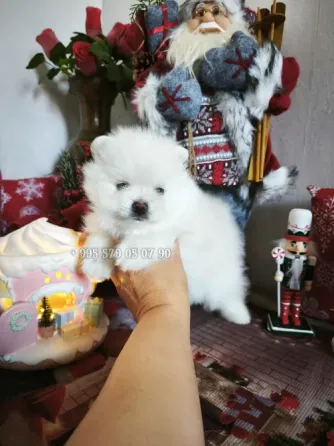 თბილისსა და ბათში პატარა პომერანული შპიცის ჯიშის ძაღლის ყიდვას გთავაზობთ. თბილისი