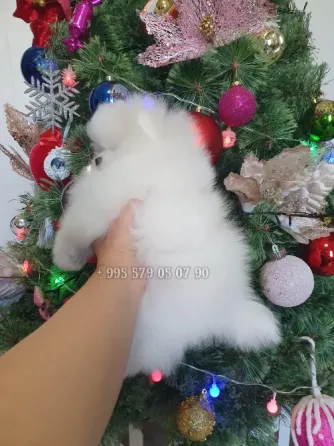 თბილისსა და ბათში პატარა პომერანული შპიცის ჯიშის ძაღლის ყიდვას გთავაზობთ. თბილისი