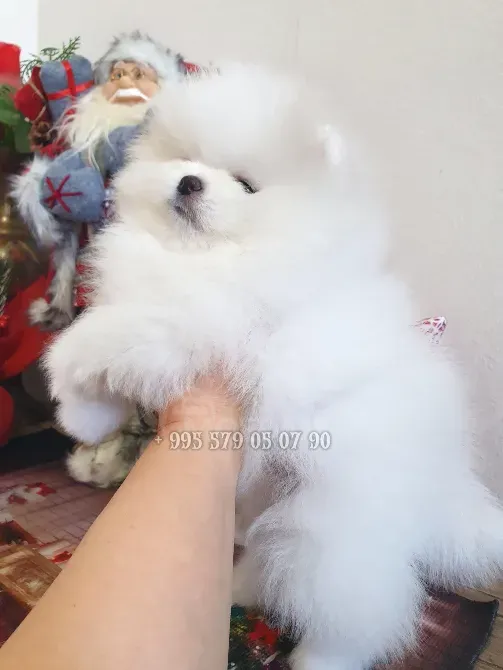 თბილისსა და ბათში პატარა პომერანული შპიცის ჯიშის ძაღლის ყიდვას გთავაზობთ. თბილისი - photo 2