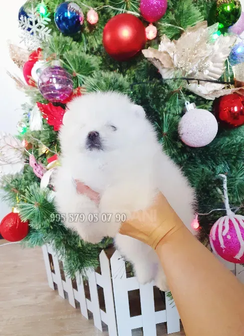 თბილისსა და ბათში პატარა პომერანული შპიცის ჯიშის ძაღლის ყიდვას გთავაზობთ. თბილისი - photo 7